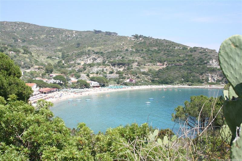 Cavoli