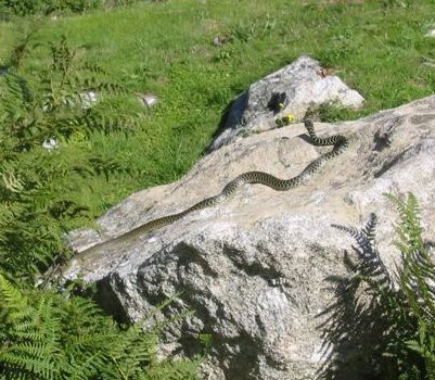 Gelbgrüne Zornnatter (Hierophis viridiflavus) beim Sonnen auf einem Felsen in der Nähe der Madonna del Monte, oberhalb Marciana.