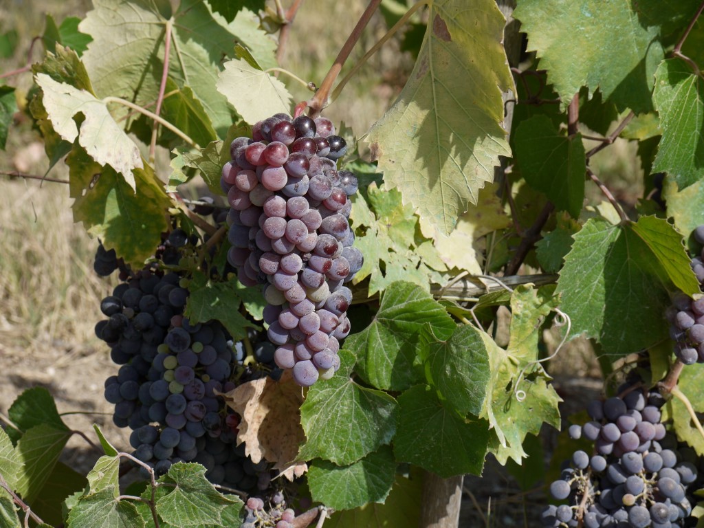 Diese Trauben werden zu Elba-Wein